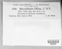 Erysiphe diffusa image